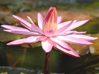 Een enkele roze lotusbloem die bloeit tussen groene bladeren met hieronder een Nederlands citaat van Anandajay: "Spiritualiteit is het diepe verlangen om weer met zijn natuurlijkheid van het volle leven gevuld te en er zo weer deel van uit te maken.