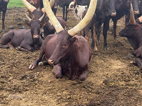 Strengthening Livestock Health Systems in Africa: ZiP's Field Validation Work in Uganda