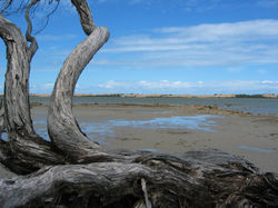 I Qualmann - Coorong 001