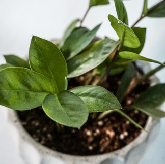 zz pant, indoor plant, house plant, handmade planter