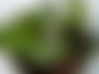 The House Plants you Need