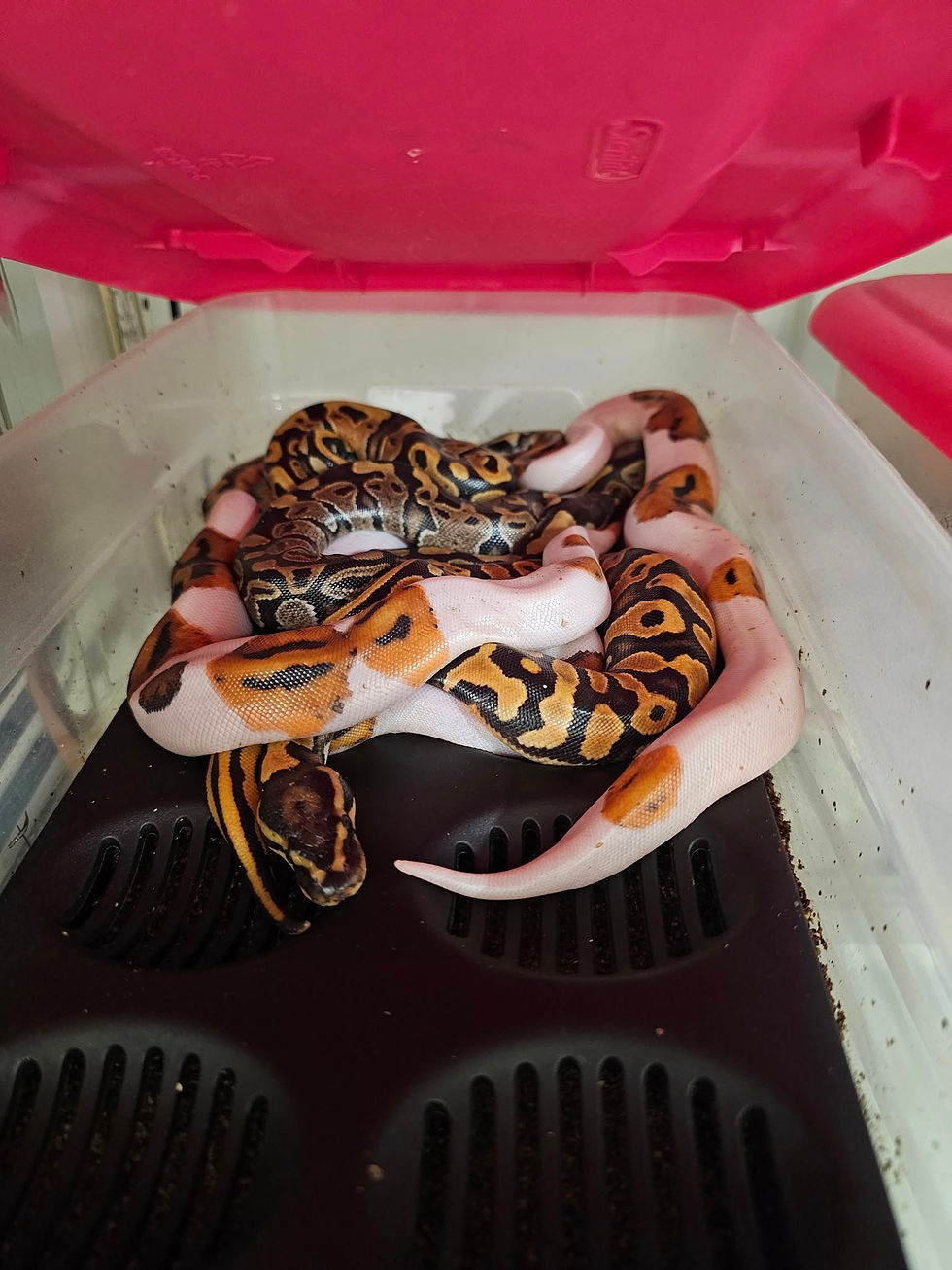 Thumbnail: Ball Python