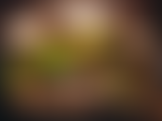 Beginner's Guide to Caring for Geckos at Home