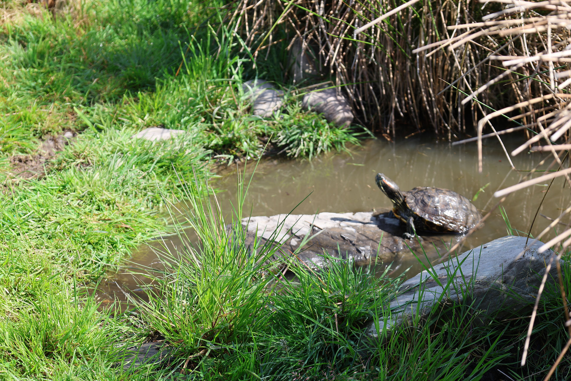 A turtle sits on a rock in a pond.