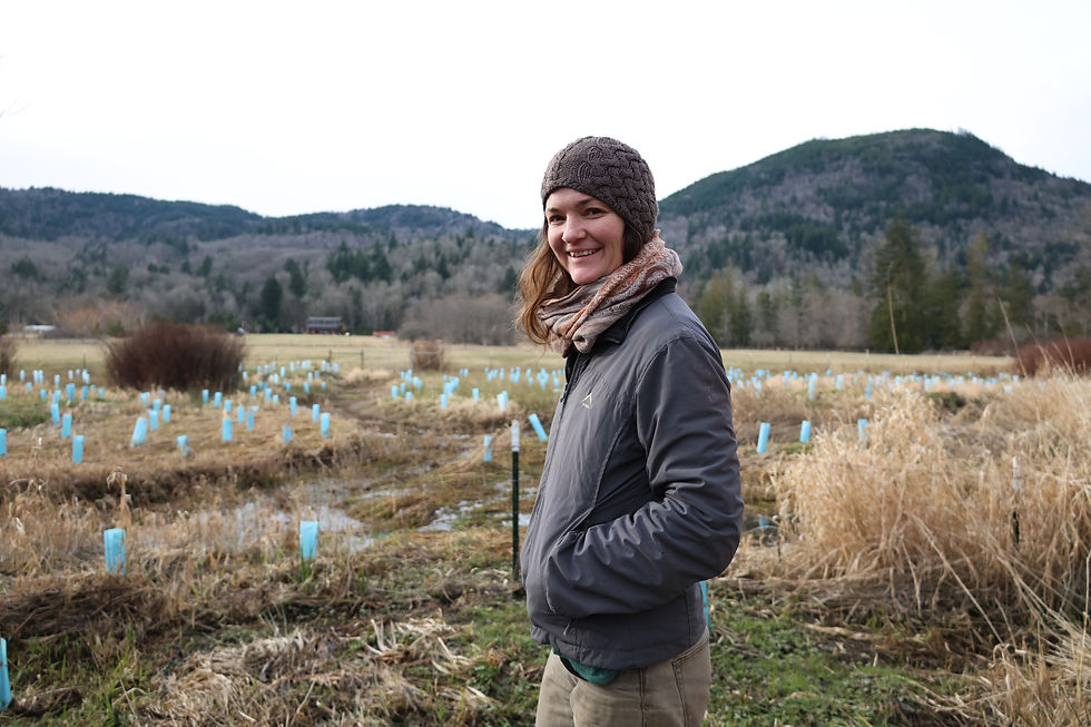 A woman stands in a sea of seedling protection tubes.