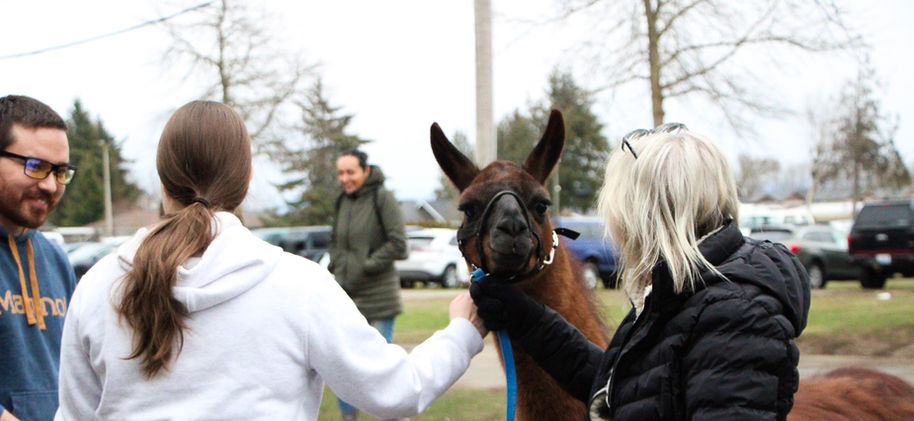 Exhibitor helping visitor pet llama