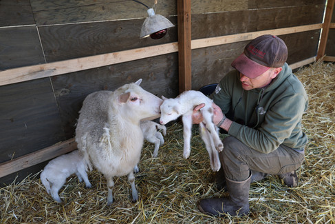 Dan holds a lamb up to its mom.