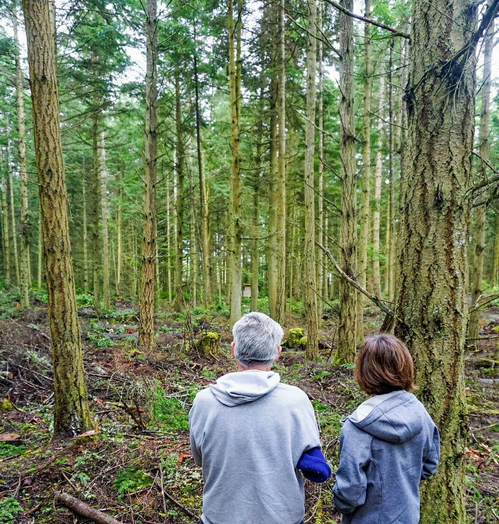 Thinning for Forest Health & Timber Productivity