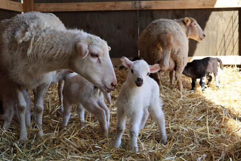 An ewe noses its lamb as other lambs drink her milk and another ewe’s milk.
