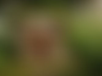 Papatya Botanik | Payas