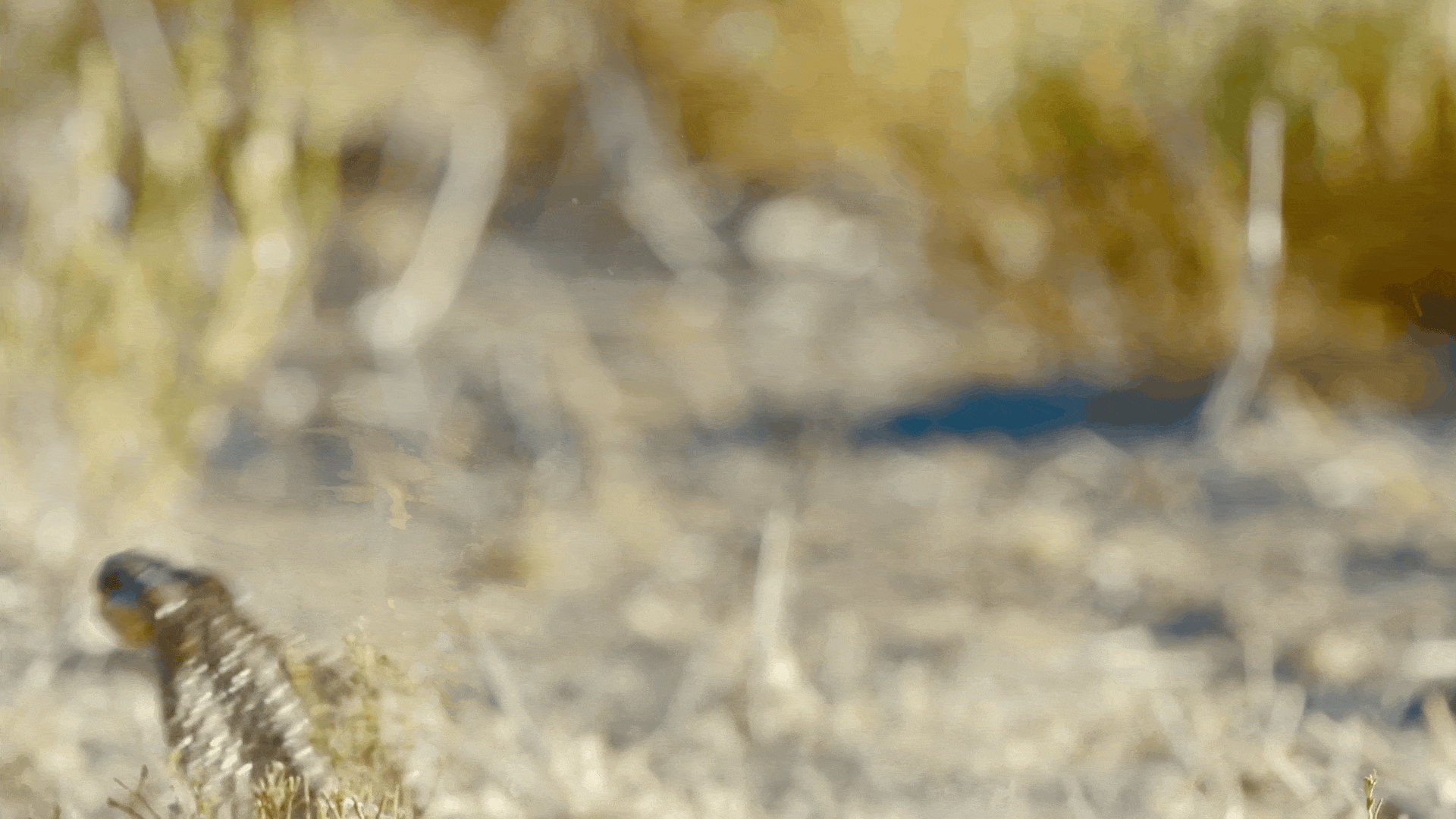 MEERKATS 2.gif