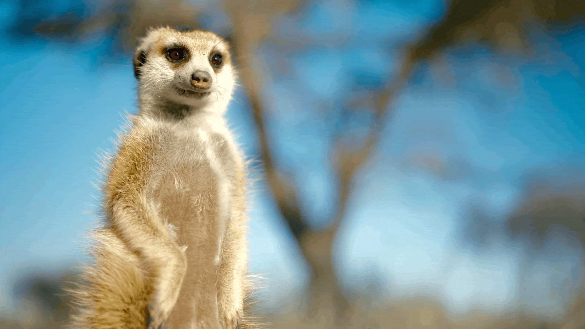 MEERKAT 3.gif