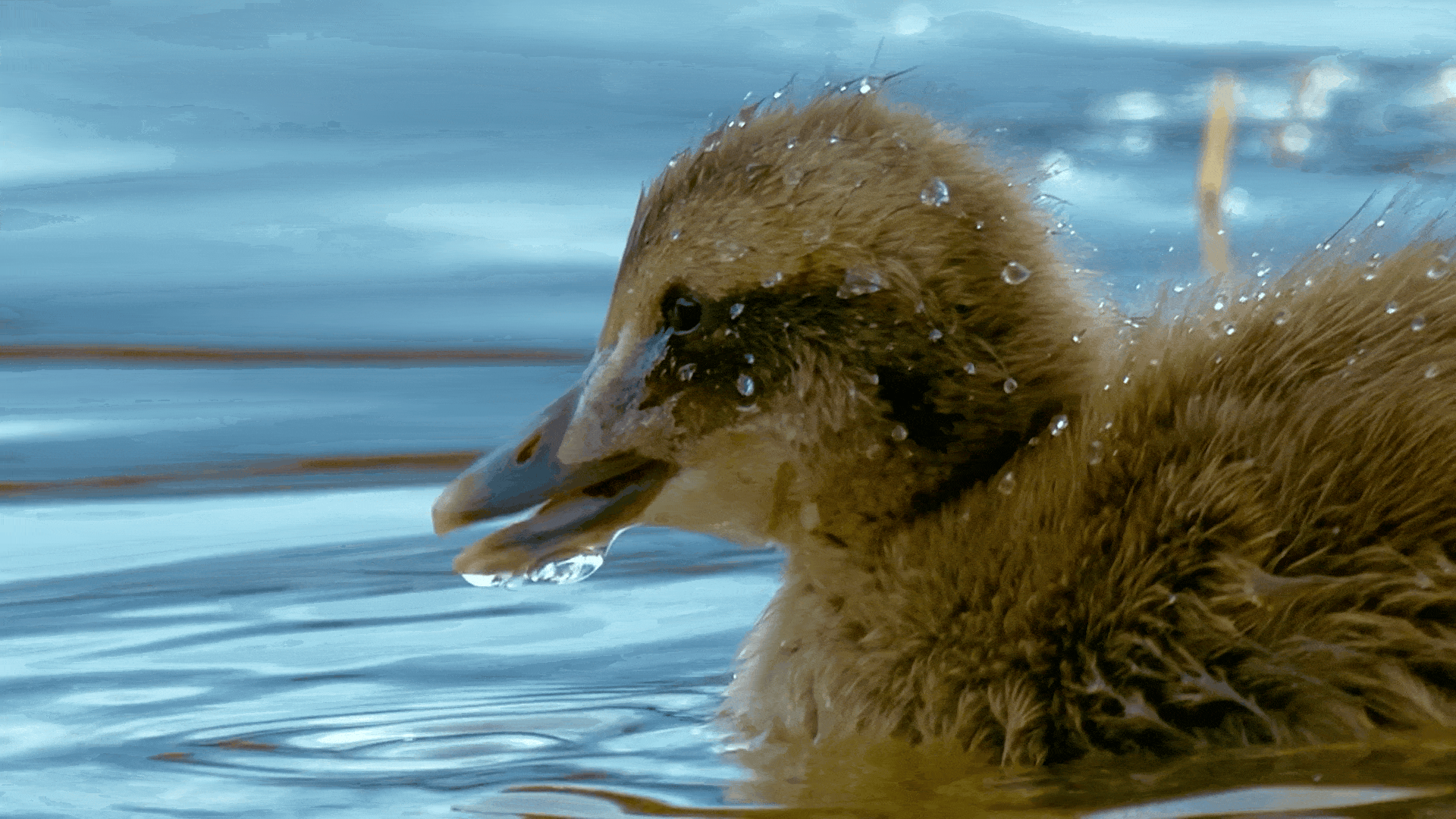 secret_lives_-_eider_ducks (1080p).gif