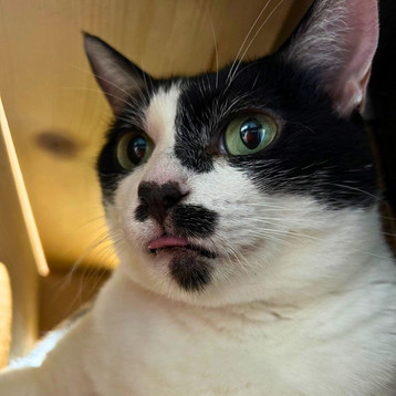 オリビアちゃん | 猫カフェ猫の惑星にゃーくる 