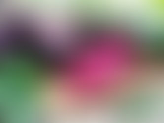 💜Barbabietola: la diva rossa che tinge il mondo