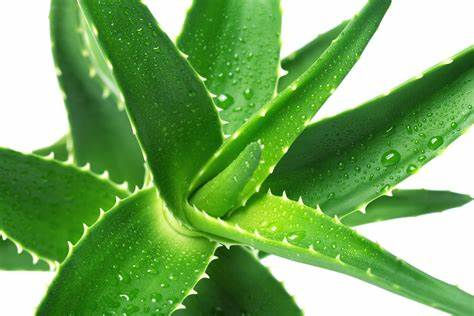 Aloe vera