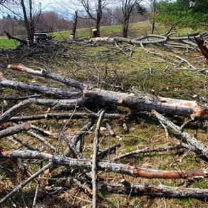 Tree Maintenance - Cutting, Removal and Replacement