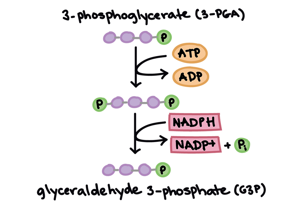 Figure 3. Reduction stage of the Calvin cycle. 3-PGA is phosphorylated by ATP, forming 1,3-BPG, which is reduced by NADPH to form G3P. (Khan Academy, 2018)