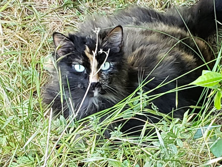 Not All Those Who Wander are Lost