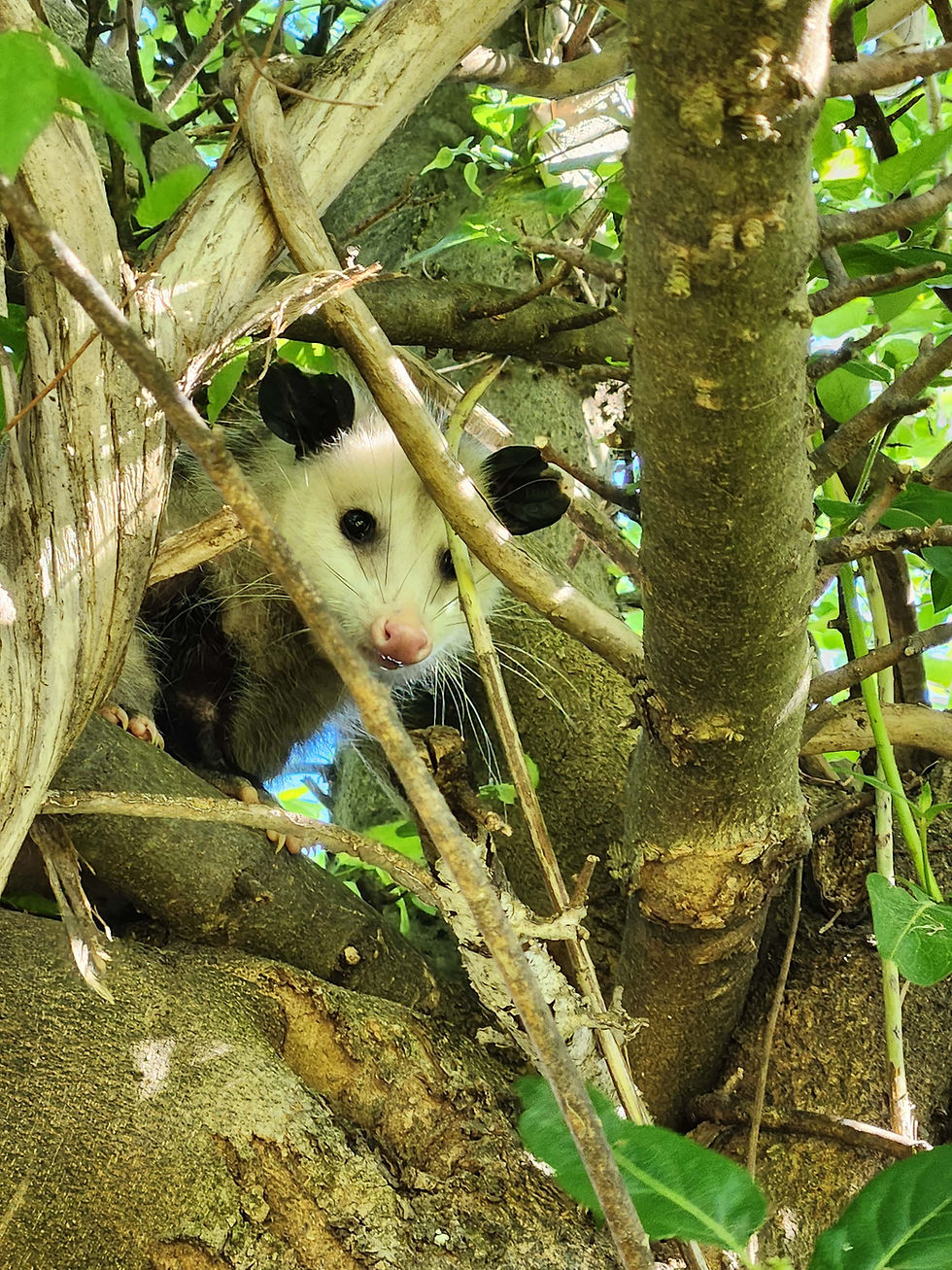 opossum in our tree