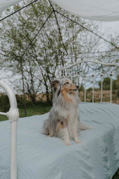 portrait-femme-chien-jardin-bretagne