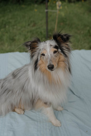 portrait-femme-chien-jardin-bretagne