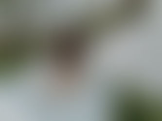 portrait-femme-chien-jardin-bretagne