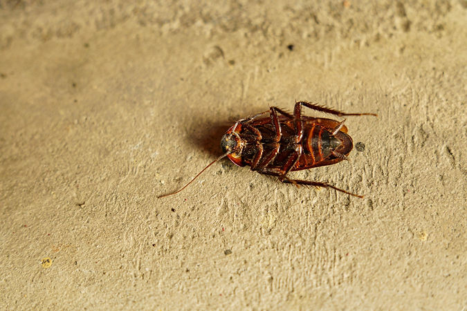 ゴキブリの死骸