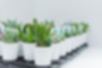 succulents-76.jpg