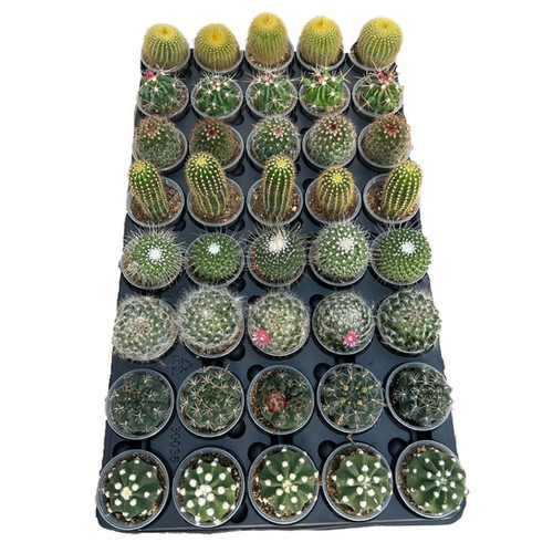 2.25" Potted Cactus Succulents Canada