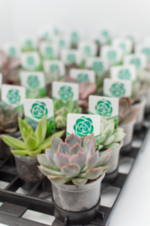 Assorted Bulk 2.25" POTTED Succulents