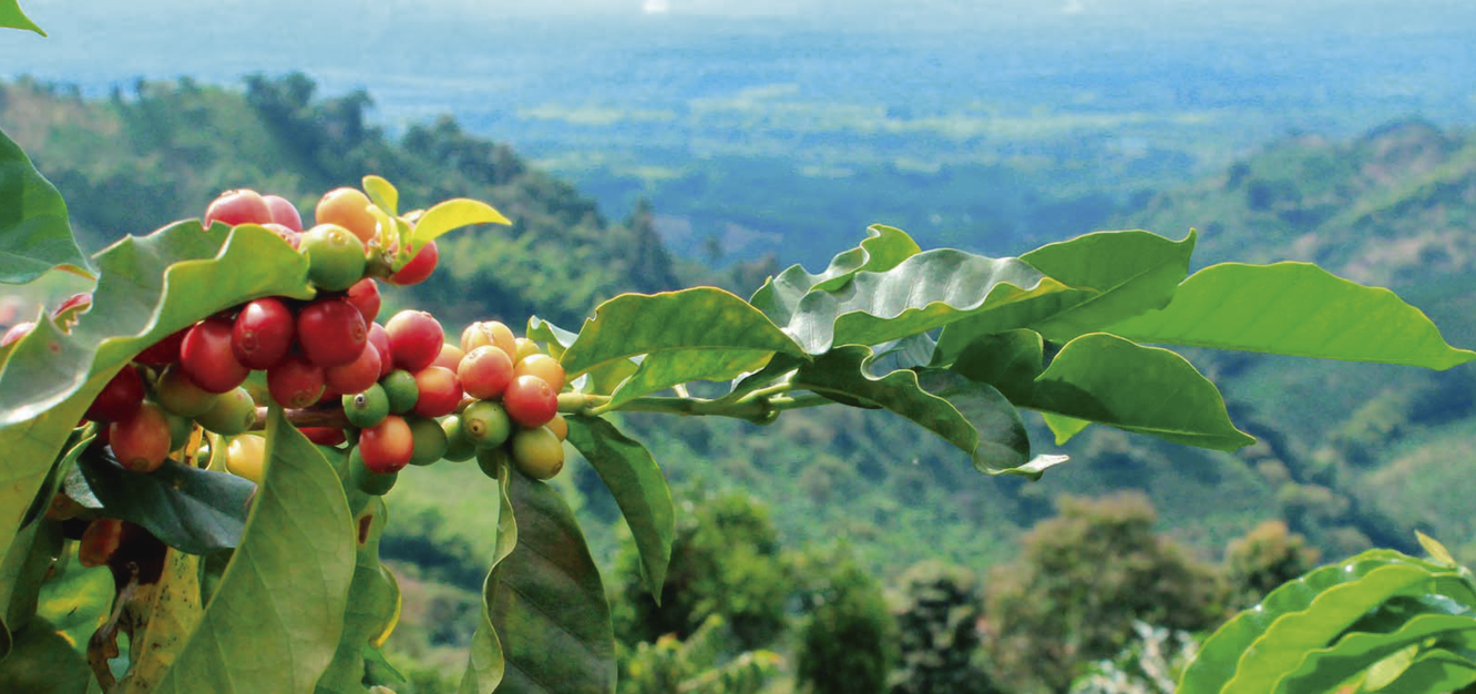 campo de cafe-11.png