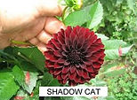 Shadow Cat - 1049. Высота от 90 см, диаметр цветка от 7 см