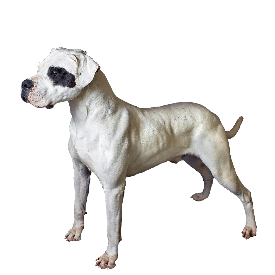 dogue argentin