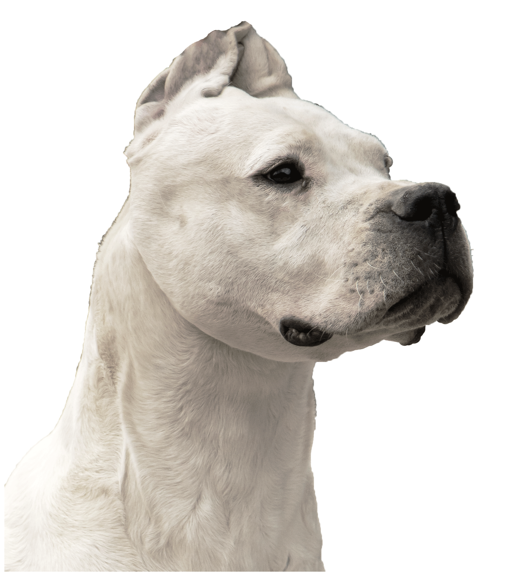 dogue argentin