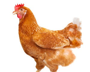 SA's neighbours ban poultry imports over bird flu