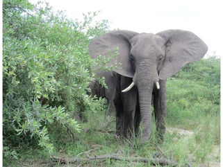 Nóg ''n skoolhoof in die Zambezistreek is met vier olifanttande in sy besit in hegtenis gene