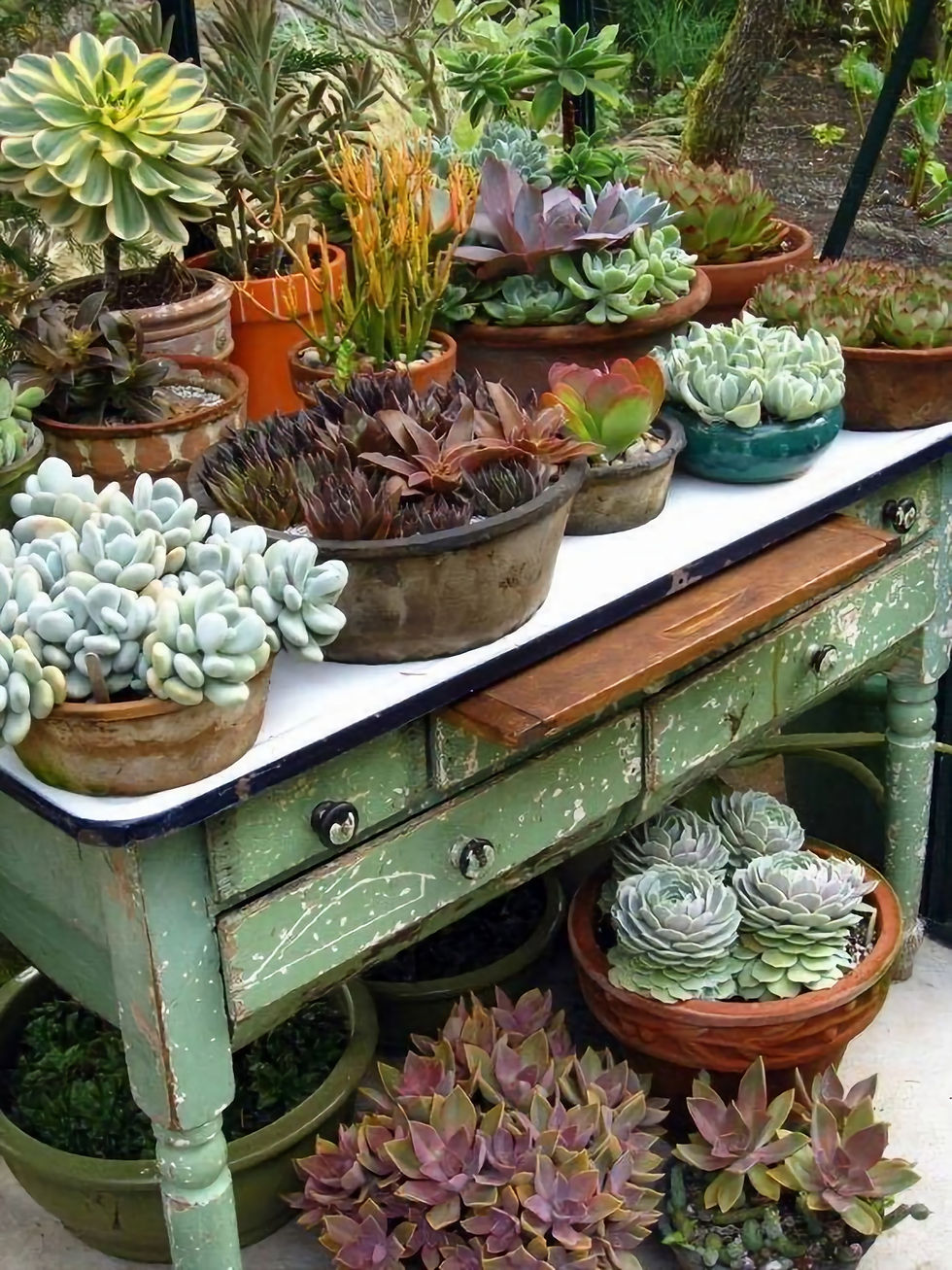 créer une ambiance avec des succulentes
