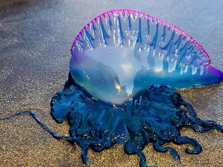 En las playas de la Guajira advierten sobre presencia de la peligrosa fragata portuguesa