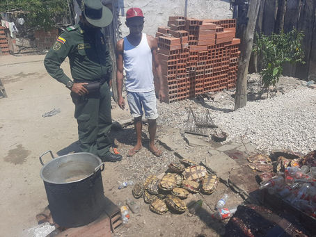 Policía capturó a un hombre por sacrificar 31 hicoteas en zona rural de Pivijay