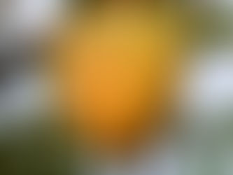 AGROSAVIA liderará proyecto que beneficiará a productores de mango en el Magdalena