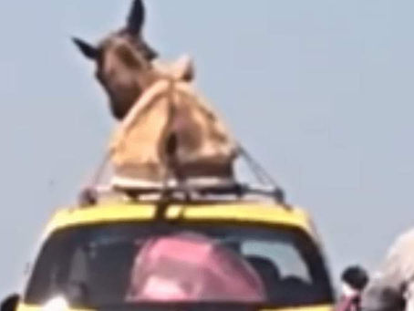 Un burro en el techo de un taxi ¿Verdad o Mentira?