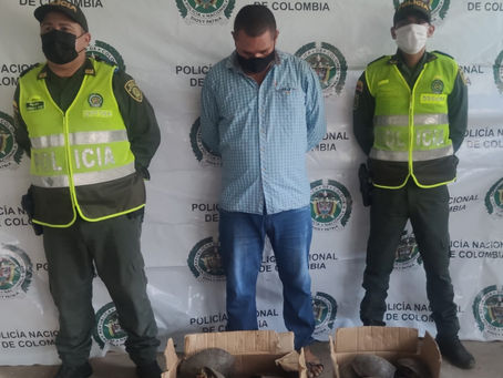 POLICÍA REALIZA CAPTURA E INCAUTACIÓN DE 31 TORTUGAS