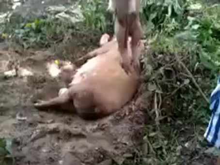 El cerdito que nació con cara de un humano adulto mayor, en Curumaní - Cesar.