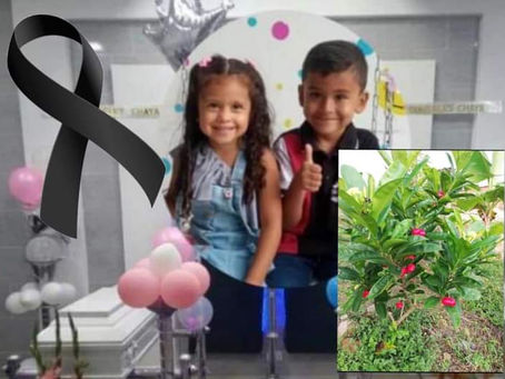 Dos niños murieron al consumir el fruto de una planta venenosa en un parque del municipio de Ocaña