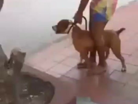 Perro de la raza pitbull muerde a una señora en el barrio el campito de Barranquilla