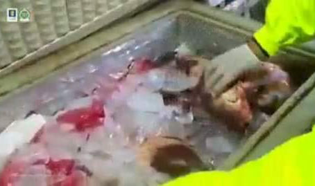 Sacrifican caballos para comercializar su carne en la Costa Caribe.