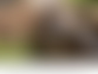 Detectan COVID-19 en gorilas del zoológico de Atlanta.