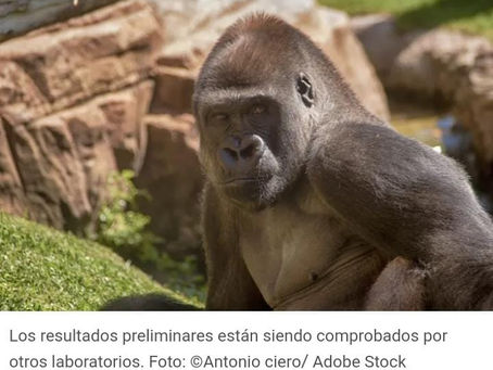 Detectan COVID-19 en gorilas del zoológico de Atlanta.