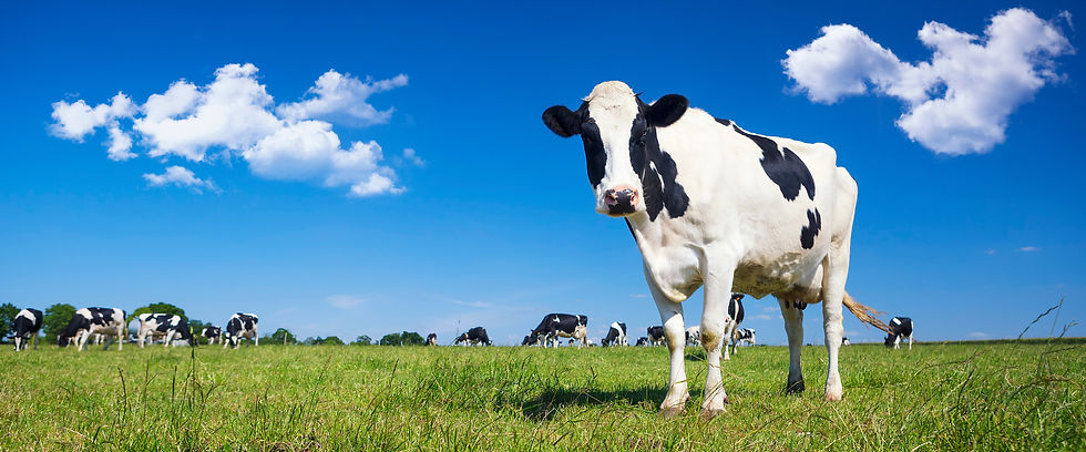 dairy cow in open pasture with blue sky and herd of dairy cows in the background